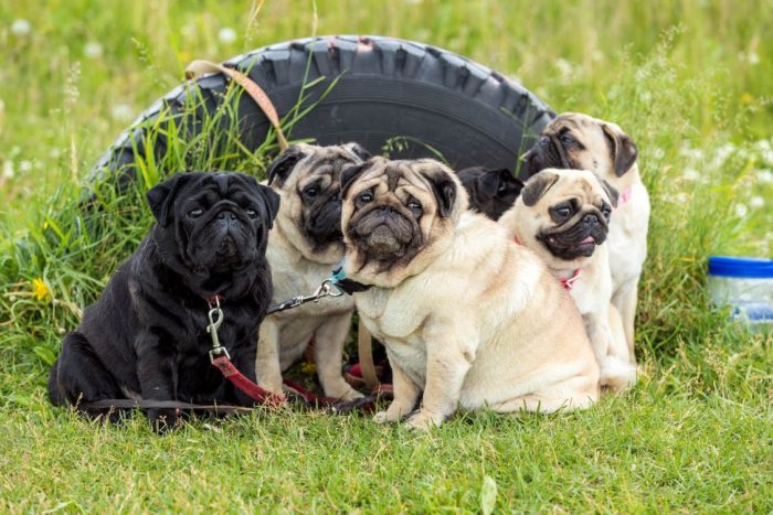 group of pugs hanging with each other in the grass