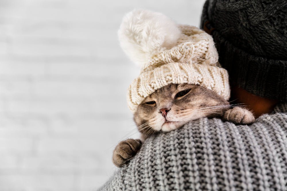 How to Prepare Your Cat’s Skin for Winter