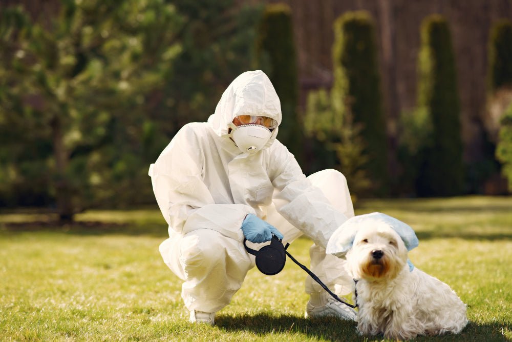 What Flea Spray is Safe for Pets