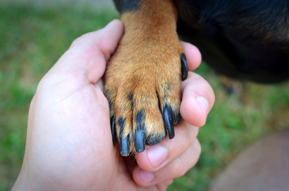 dog paw in a man's hand