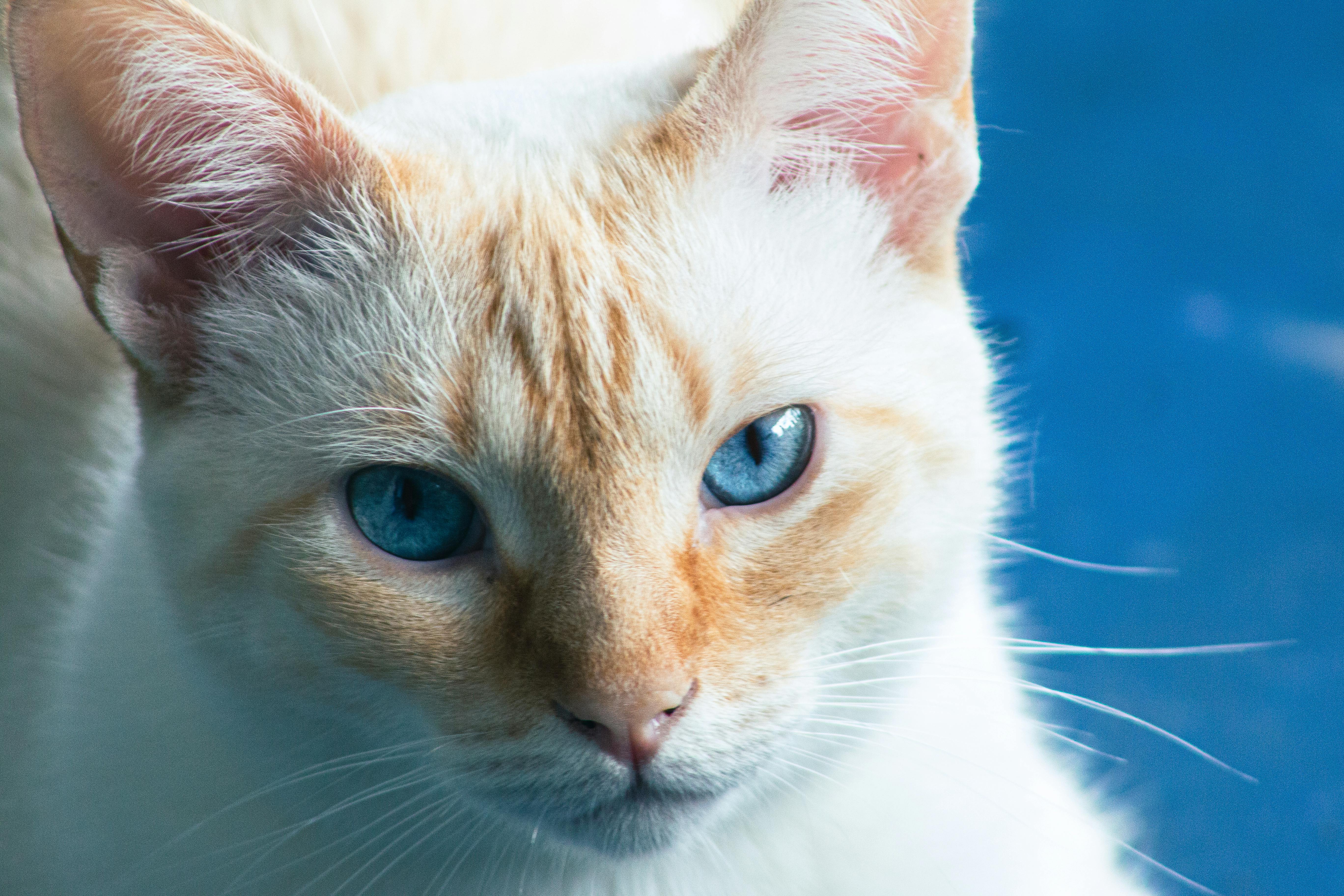 Cat Shampoo Ingredients: Natural vs Chemical - What Vets Say