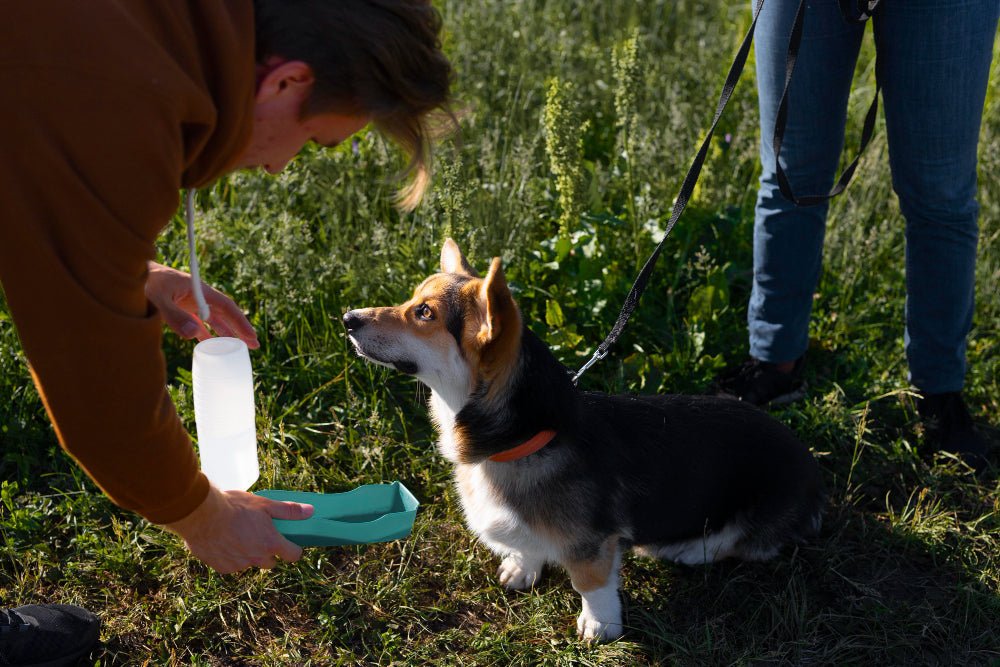Image of a man giving a dog water in a parkk