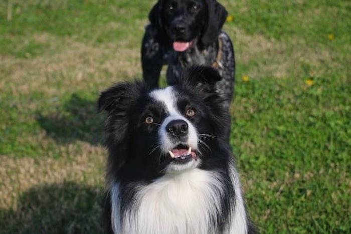 Different Forms of Mange on Dogs – What You Need to Know - PawPurity