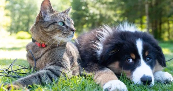 Cat and dog lying together in the grass