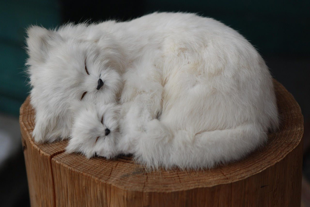 How to Get Rid of Tear Stains on Persian Cats - PawPurity