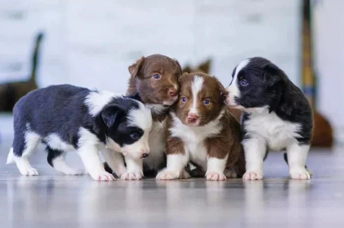 How to Protect Newborn Puppies and Kittens with Sensitive Skin
