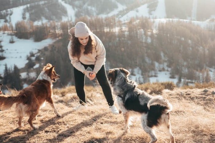 Two healthy dogs hiking together after recovering from sarcoptic mange with natural treatment