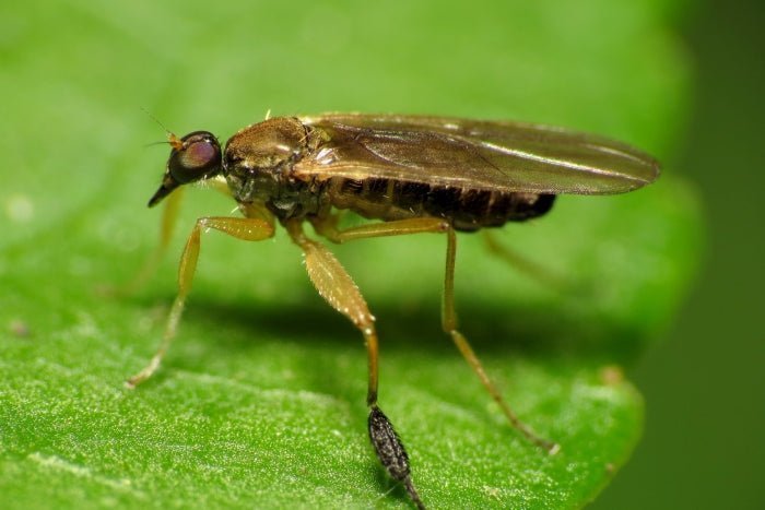 image of no-see-um on a leaf