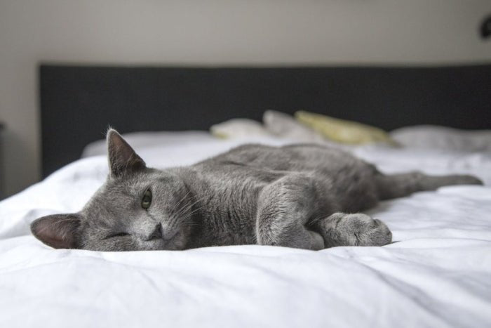 Gray cat lying comfortably on a human bed