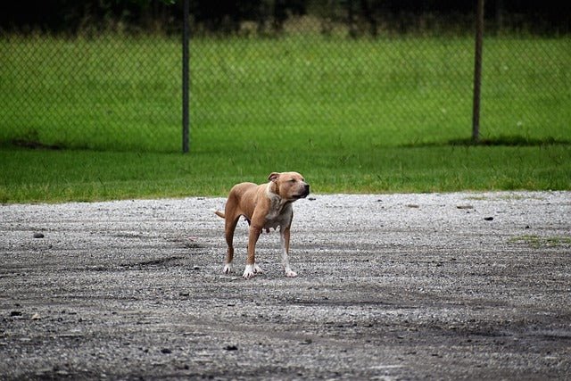 Protecting Dog Paw Pads In Summer Heat