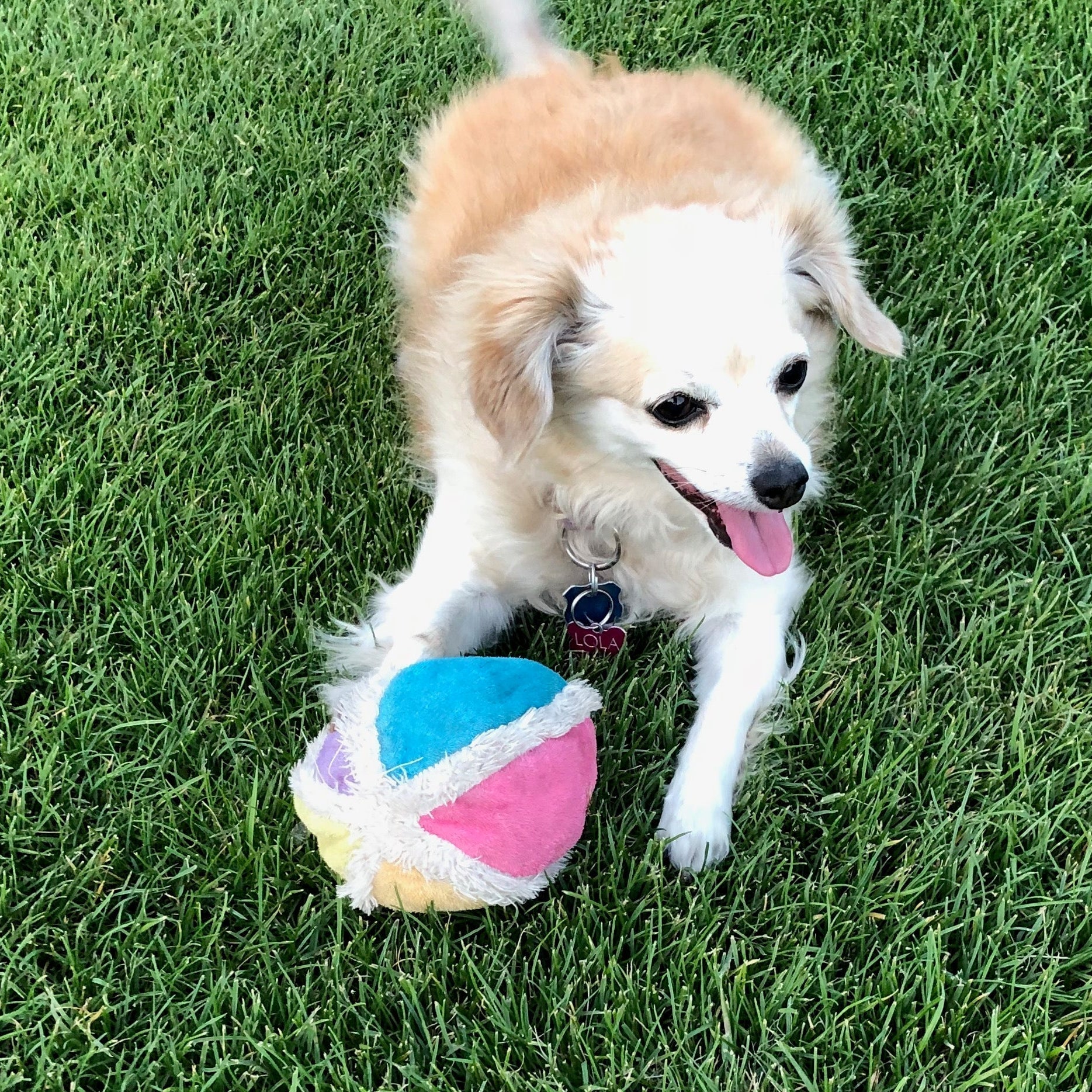 PawPurity natural repellents for dogs