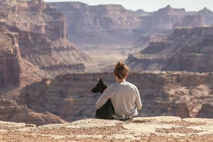 Natural tick spray being applied to dog's coat for safe parasite protection without harsh chemicals