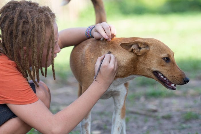 Woman taking ticks off her dogs
