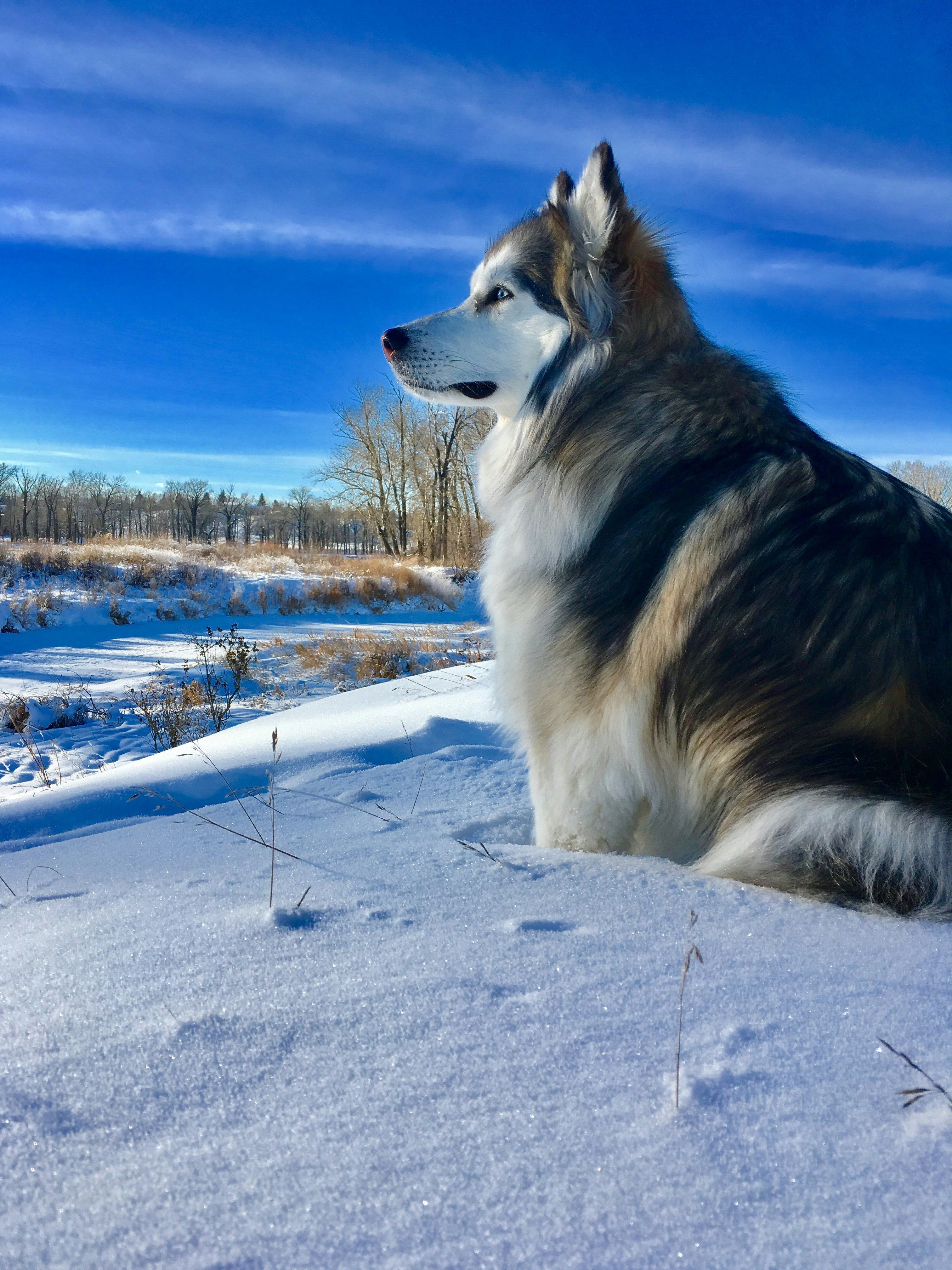 Why do Dogs Shed blog with a Alaskan Husky representing how PawPurity's products work