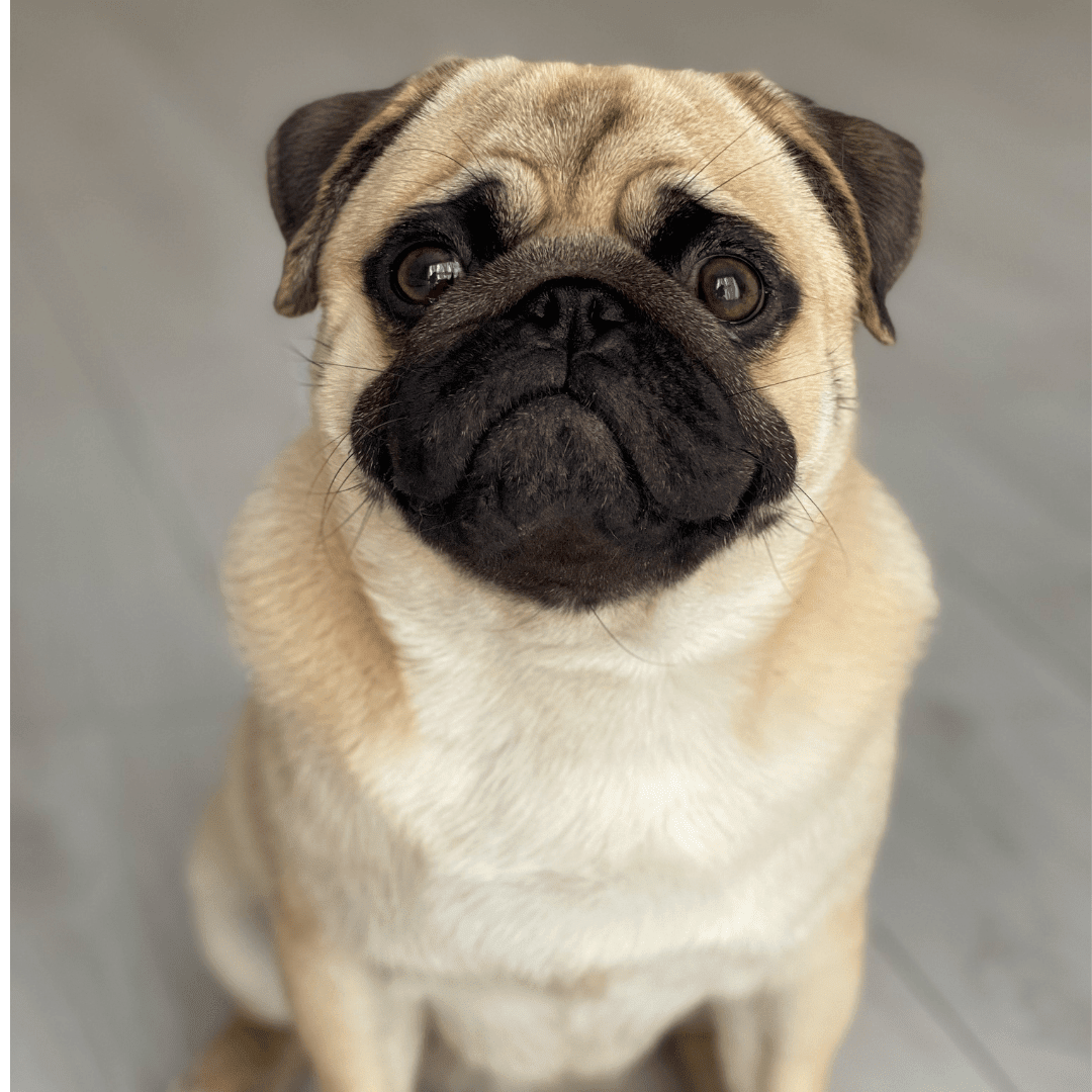 Cute blond and black pug used as the mascot for our Why do pugs get hot spots blog