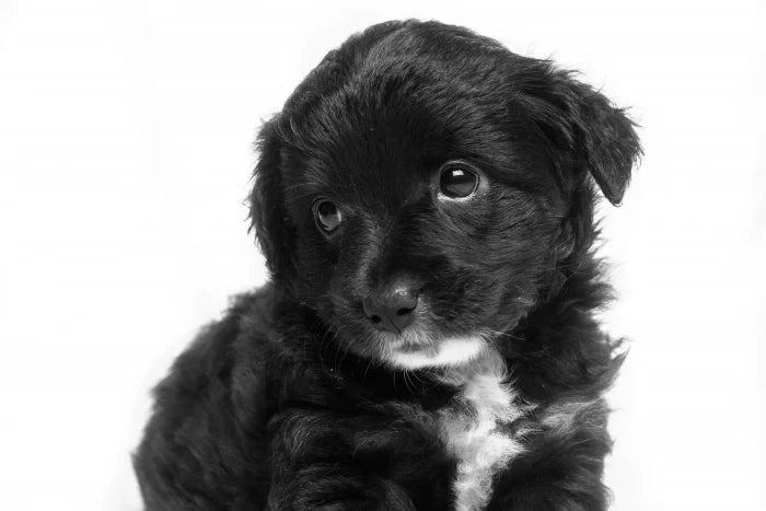 Why is My Puppy’s Skin Peeling? Puppy Pyoderma - PawPurity