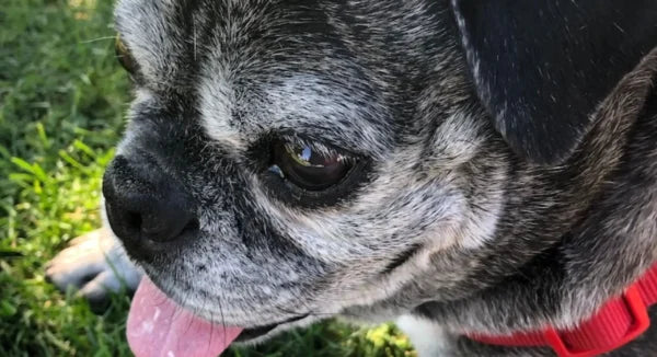 Senior Boston Pug lies in the grass