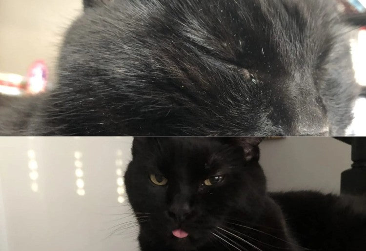 Before & After image of cat that had excessive dandruff, swollen areas around the eyes, coarse coat and then after using PawPurity Biogreen Enriched Shampoo is perfectly healthy