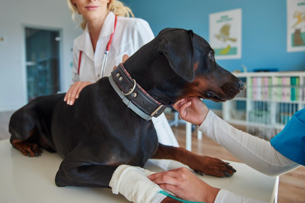 Diagnosis and Treatments for Dog Atopic Dermatitis