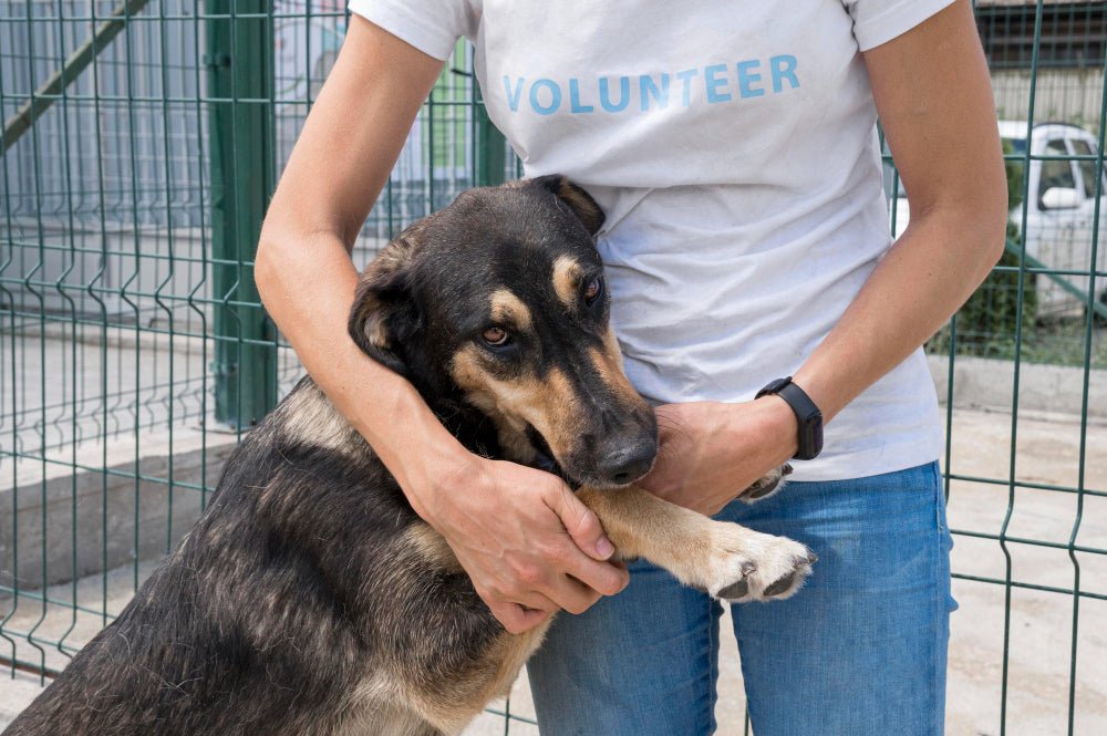Celebrate National Puppy Mill Survivor Day – Find Out What it is All About