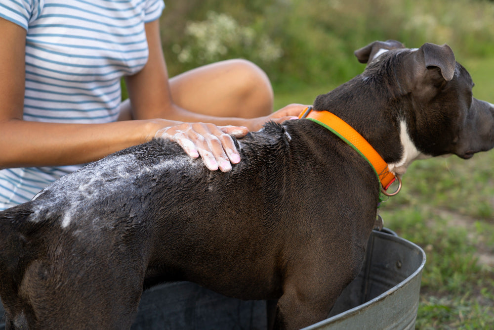 Dog being bathed in a tub outside