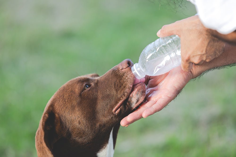 News Update: 1,4 Dioxane in Pet Shampoos Found to Be Harmful