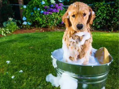 Dog sitting in a Pail of Water with Suds around him