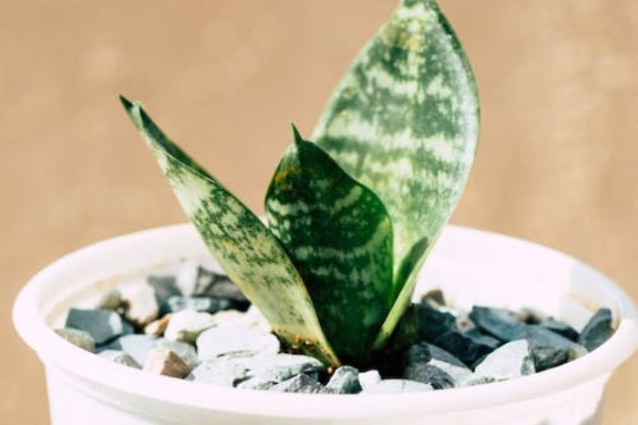 Aloe Vera for Dogs – Why It’s Such a Potent Ingredient