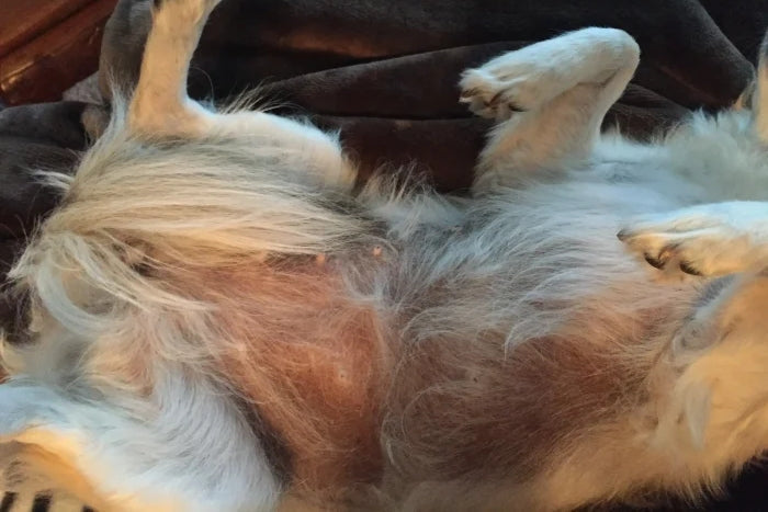 Can Dogs Skin Color Change? Hyperpigmentation in Dogs