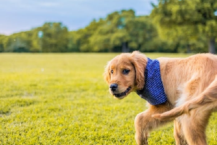 Discover How to Protect Your Pets During Flea & Tick Season