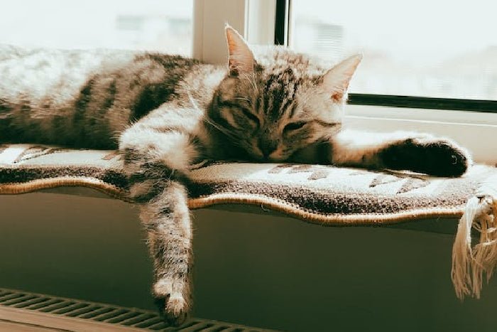 Don’t Put These Essential Oils Near Your Cats!
