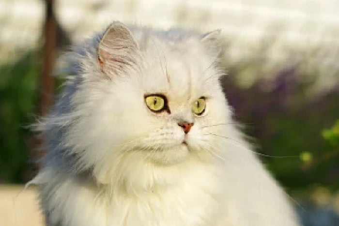 How to Get Rid of Tear Stains on Persian Cats