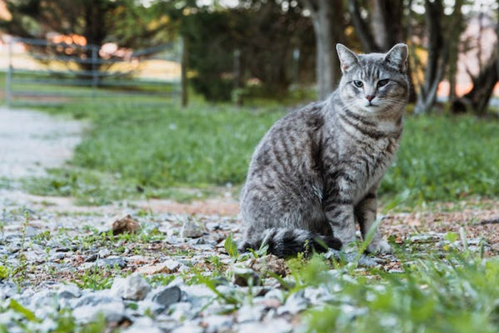 Natural vs Chemical-Based Cat Shampoos