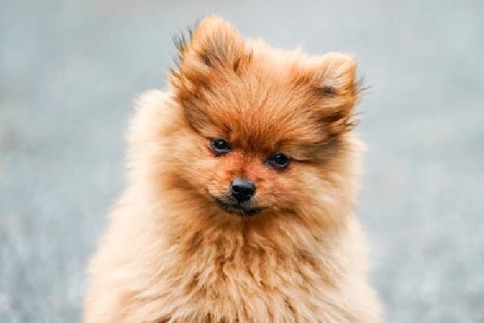 Red Mange on Dogs – Causes, Symptoms, and Treatment