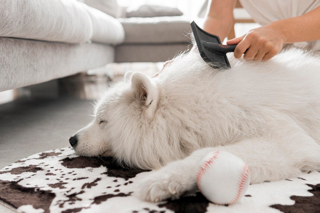 Dry Skin in Dogs – How to Keep Your Dog’s Coat Healthy and Hydrated
