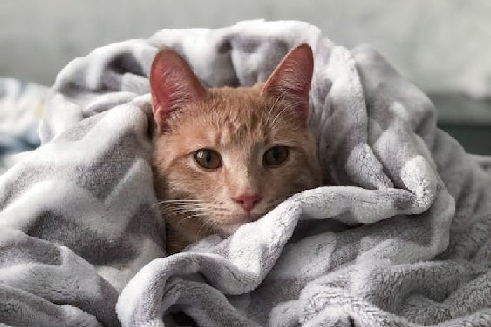Cute kitty wrapped up in a blanket