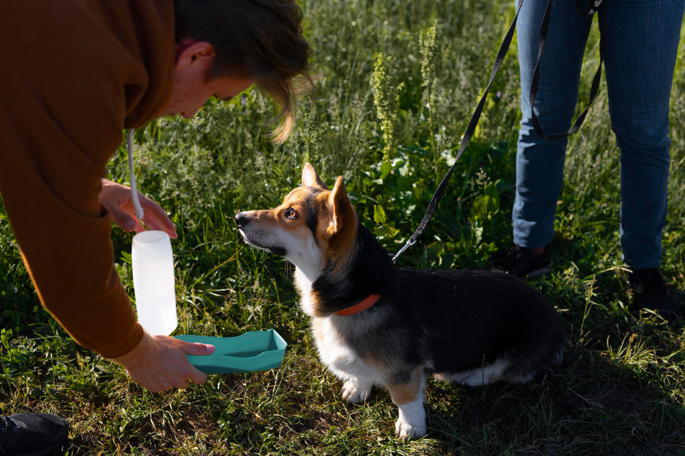 Image of a man giving a dog water in a park