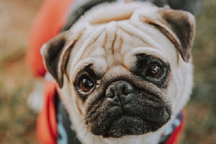 Demodectic Mange in Pugs - PawPurity