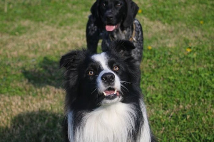 Different Forms of Mange on Dogs – What You Need to Know - PawPurity