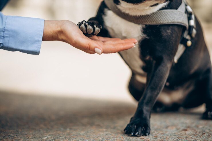 Dog paw being gently held showing healthy paw pads - complete guide to dog paw care and protection