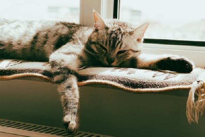 Don’t Put These Essential Oils Near Your Cats! - PawPurity