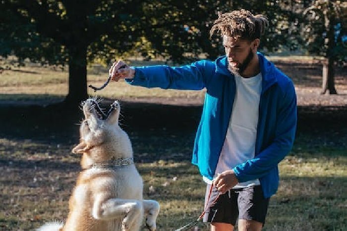 Essential oils safe for dogs - natural lavender, rosemary, and cedarwood oils for pet wellness