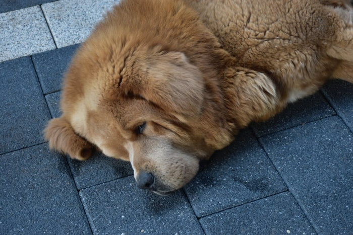 Understanding Dog Shedding: A Comprehensive Overview