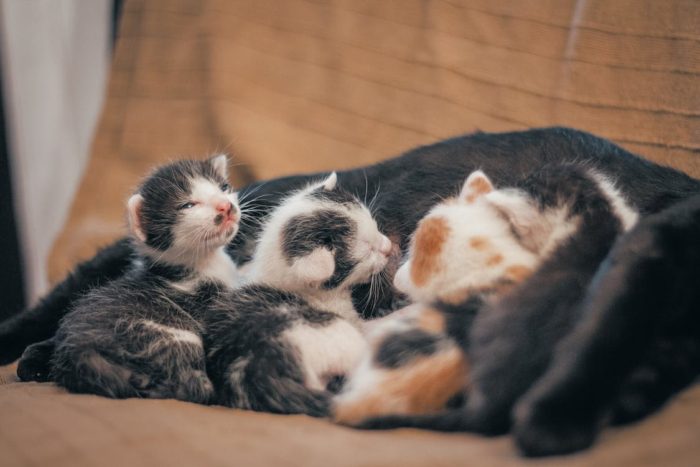 Four kittens wrapped around a mama cat in PawPurity's blog about how to care for a newborn kitten