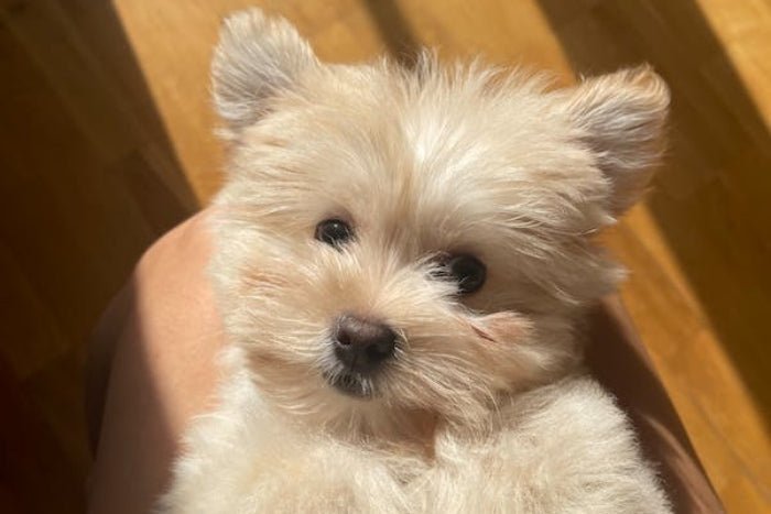 Maltese dog with clean light fur after tear stain removal treatment showing bright eyes