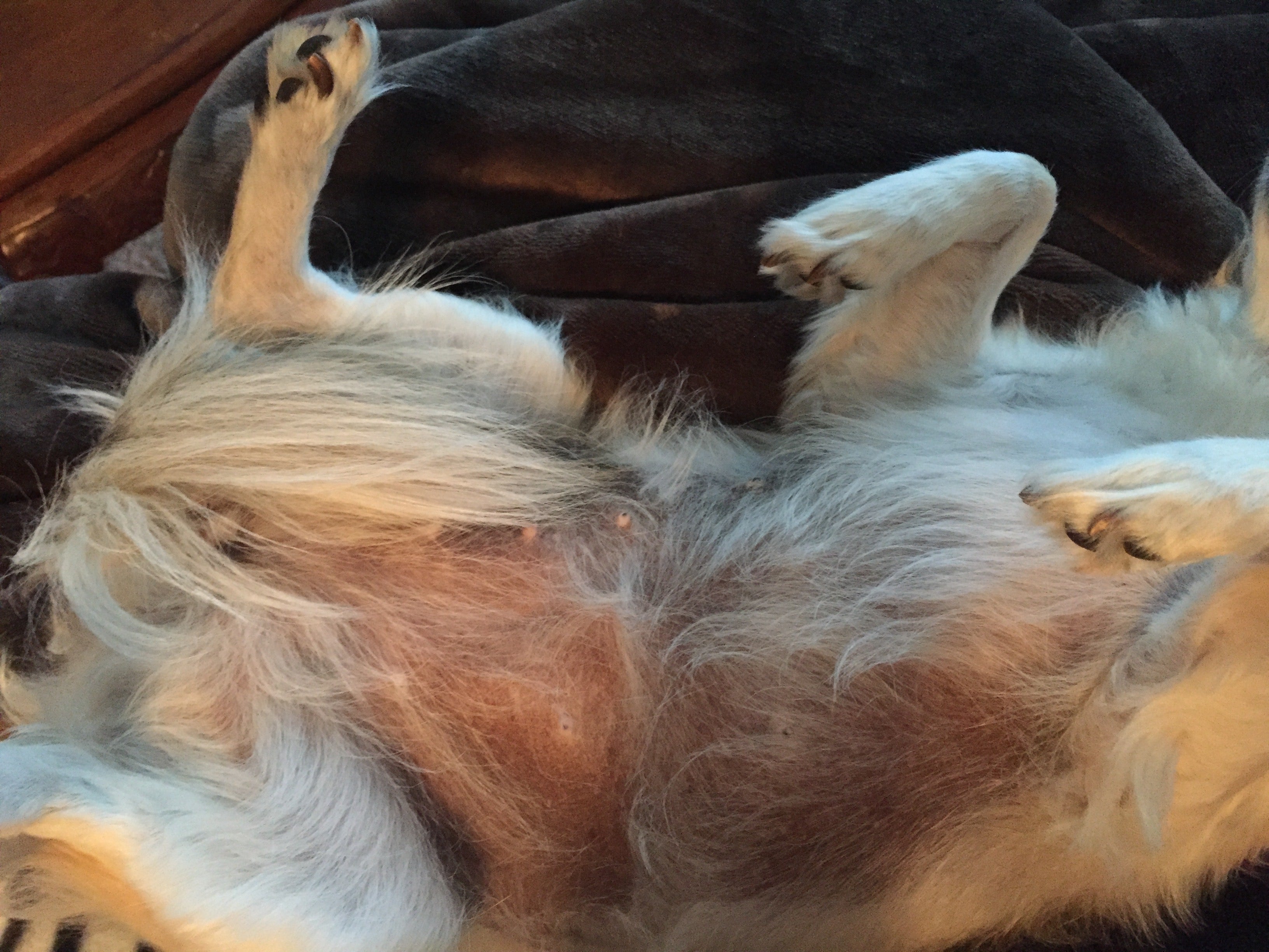 dog with hyperpigmentation