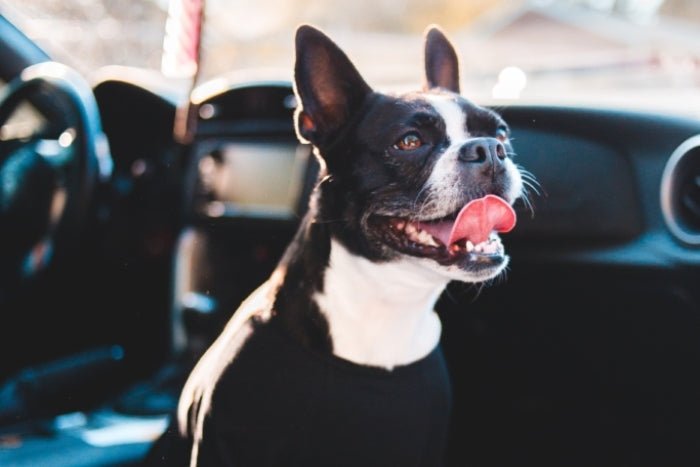 Keep Your Dog Safe From Summer Heat - PawPurity