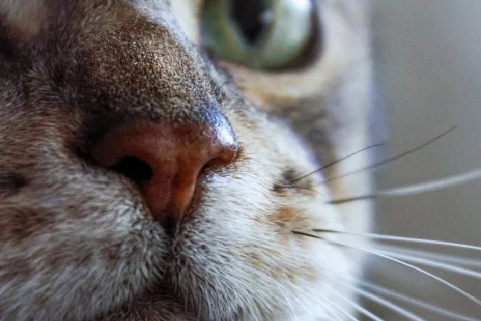 Image of a cat with a dry nose for PawPurity's blog 
"My Cat's Nose is Dry"