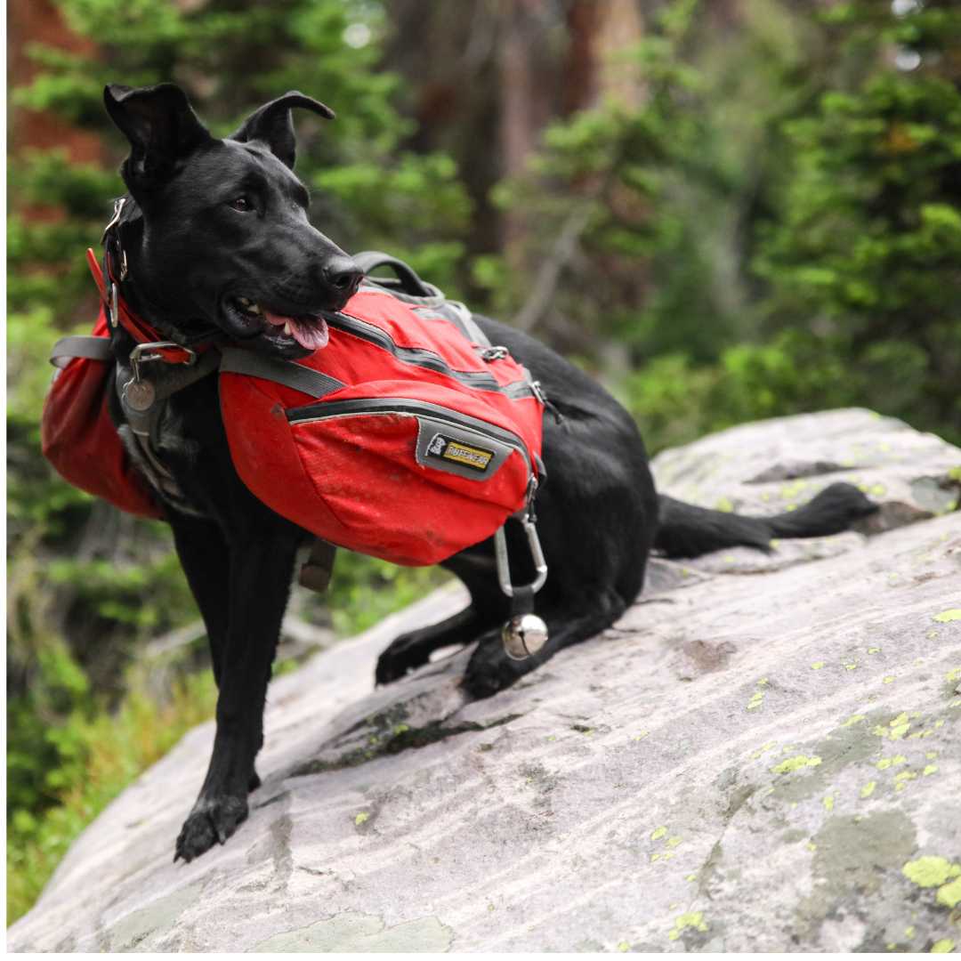 Dog hiking