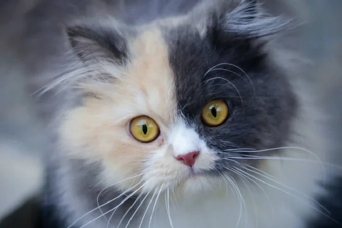 Persian Cat Tear Stain Remedies - PawPurity